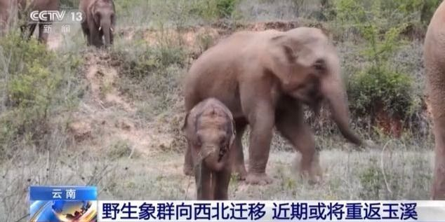 野生象群動(dòng)態(tài)觀察與研究簡(jiǎn)報(bào)