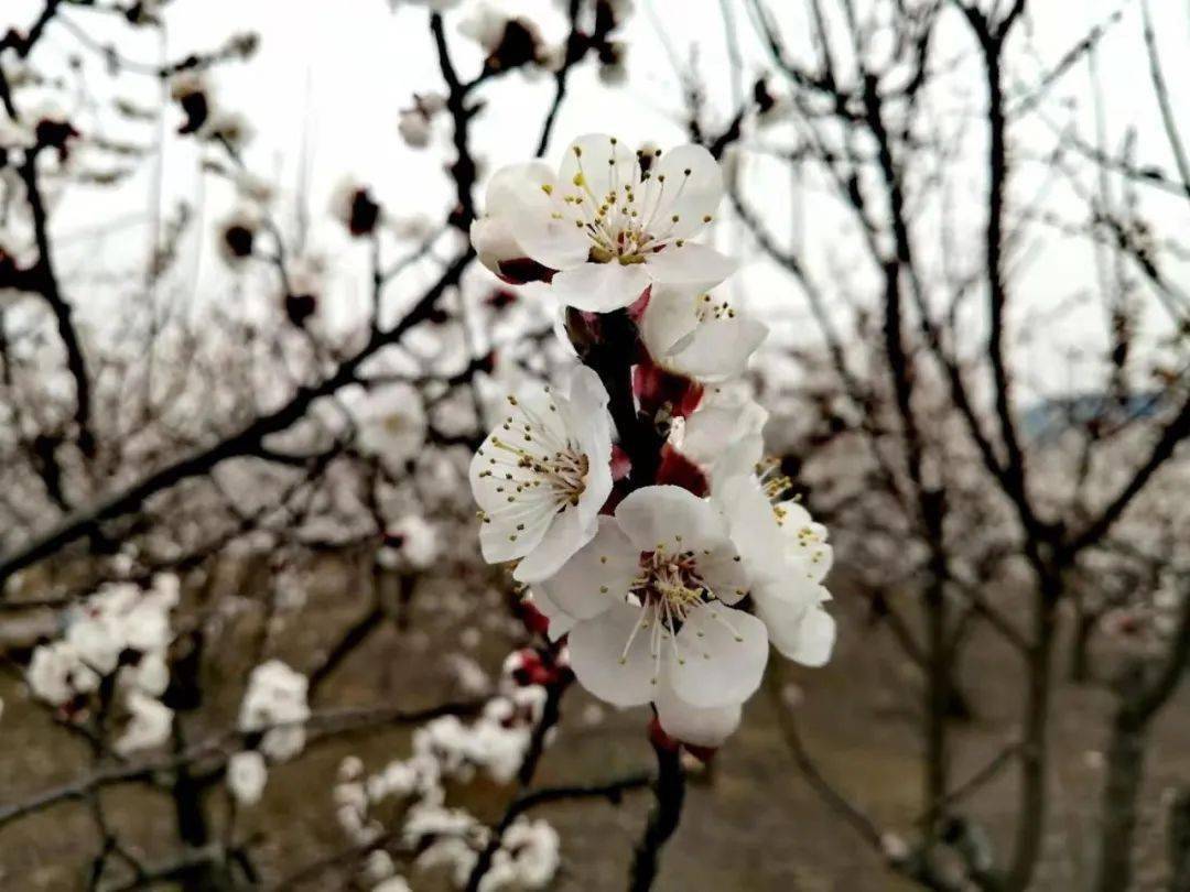 嘉祥九頂山動態(tài)資訊實時更新??