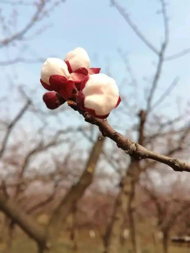 嘉祥九頂山動態(tài)資訊實時更新??