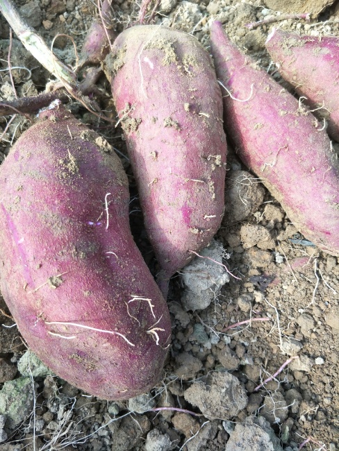 西瓜紅紅薯價(jià)格行情詳解及市場(chǎng)動(dòng)態(tài)把握策略