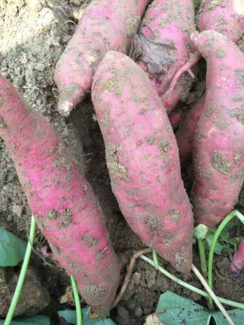 西瓜紅紅薯價(jià)格行情詳解及市場(chǎng)動(dòng)態(tài)把握策略