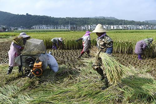 最新收稻機(jī)助力高效農(nóng)業(yè)收割??