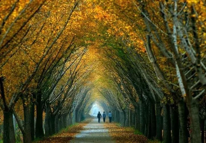 河南回杭州最新動態(tài)解析,聚焦要點一覽