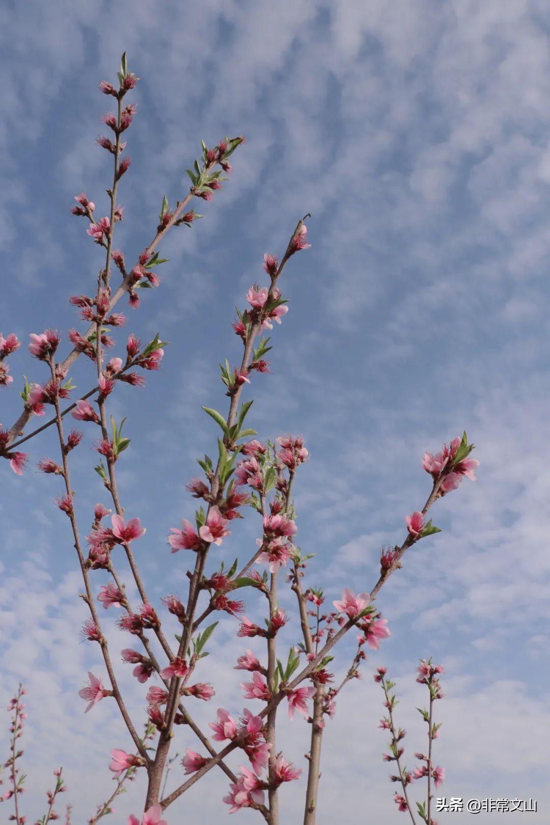 文山馬塘花莊最新開發(fā)，學(xué)習(xí)之旅的蛻變與自信成就之源